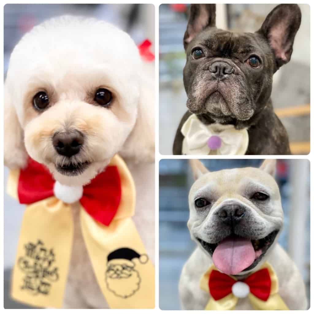 福島市新町のトリミングサロンワラウイヌ