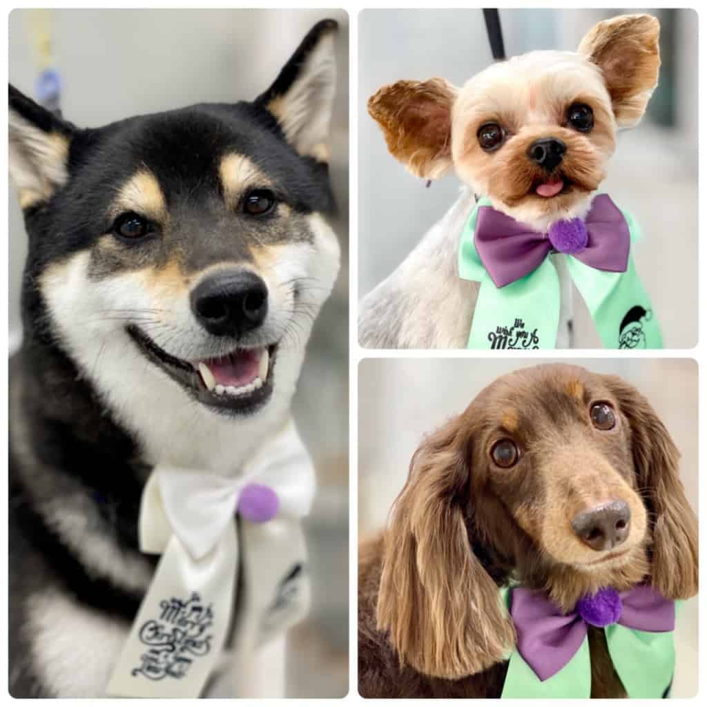 福島市新町のトリミングサロンワラウイヌ