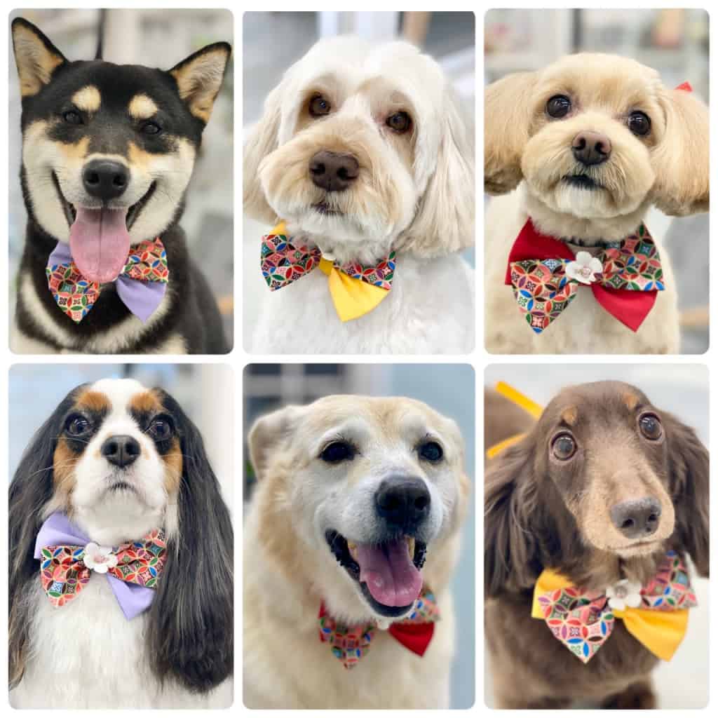 福島市新町のトリミングサロンワラウイヌ